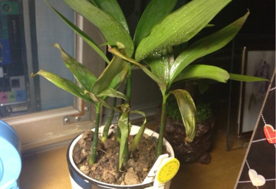 竹柏叶子发黄：发黄的原因分析及处理办法