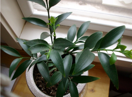 竹柏叶子发黄：发黄的原因分析及处理办法