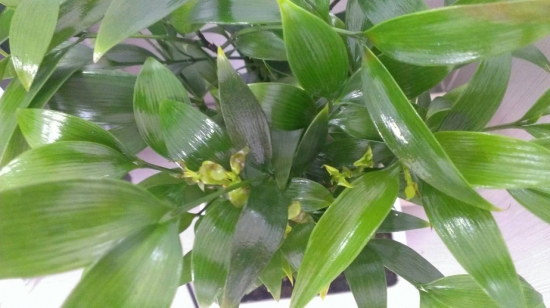 竹柏的作用：观赏、生态、药用、经济价值