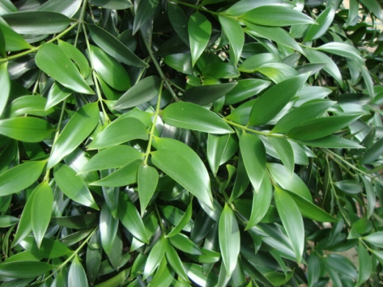 竹柏对人有什么益处：可防辐射,净化空气