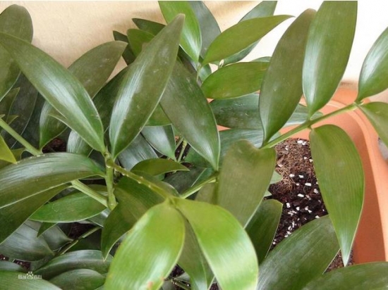 竹柏的价格：竹柏盆栽从10~30元/盆不等