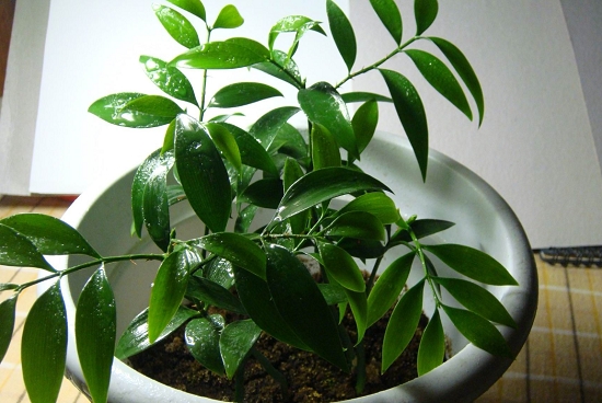 竹柏的价格：竹柏盆栽从10~30元/盆不等