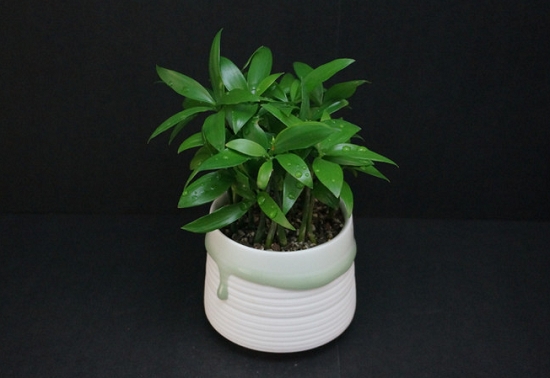 竹柏的价格：竹柏盆栽从10~30元/盆不等