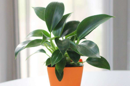 金钻可以浇啤酒吗