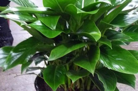 金钻可以浇啤酒吗