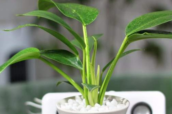 金钻可以浇啤酒吗