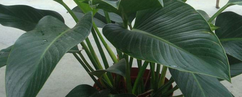 金钻如何如何养护