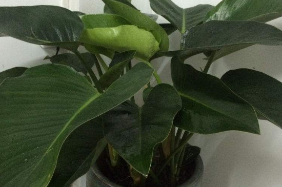 金钻如何如何养护