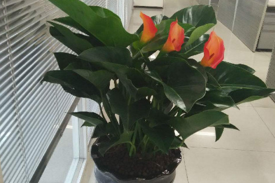 金钻如何如何养护