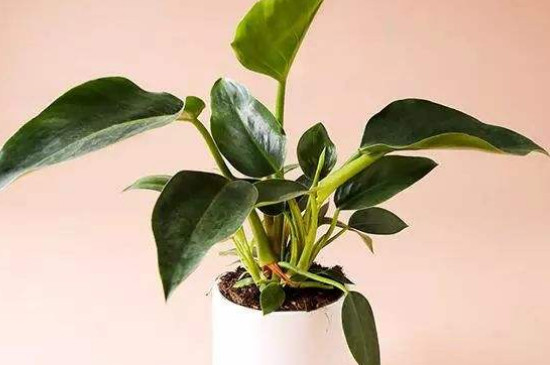 金钻如何如何养护