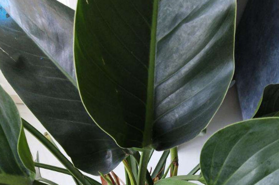 金钻如何修剪叶子