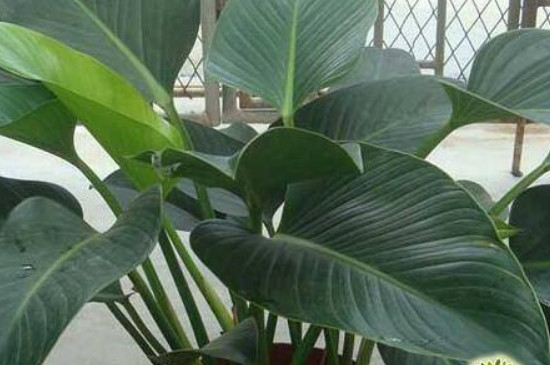 金钻如何修剪叶子