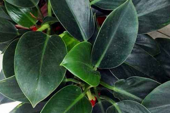 金钻如何修剪叶子