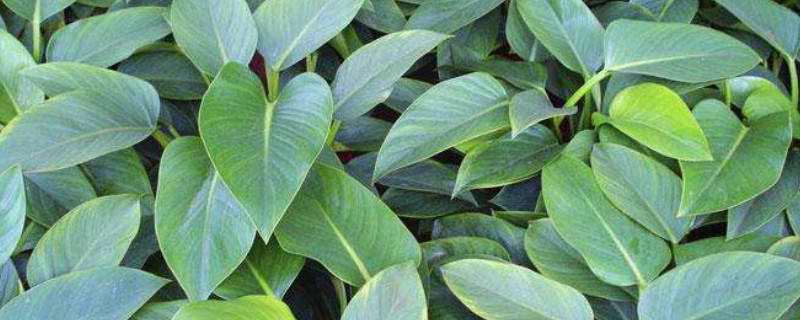 金钻如何养才能开花呀