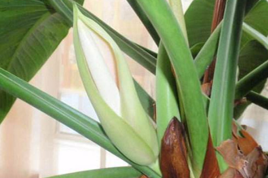 金钻如何养才能开花呀