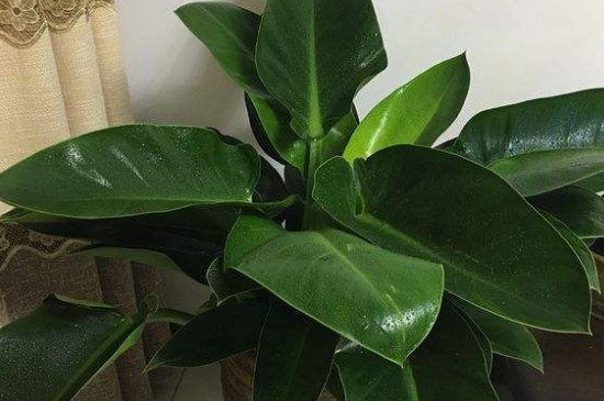 金钻如何养才能开花呀