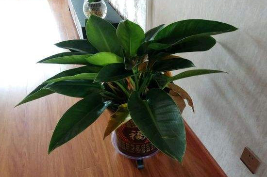 金钻如何施肥,施什么肥?