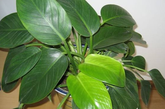 金钻如何养才能更旺盛