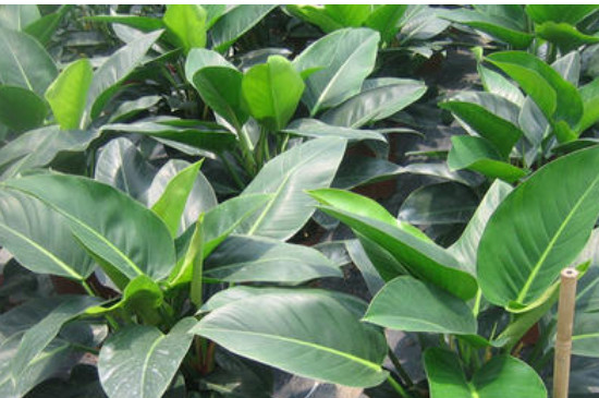 金钻如何养才能更旺盛