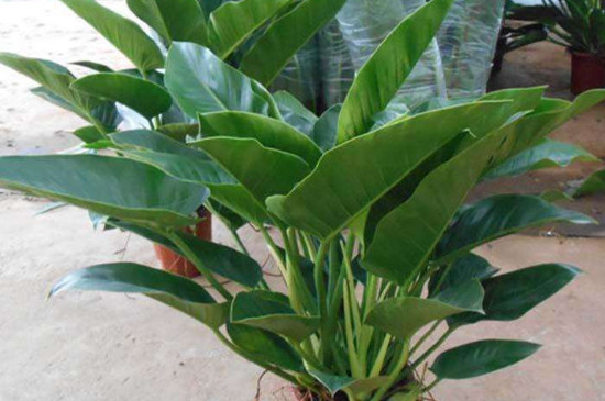 金钻如何养才能更旺盛