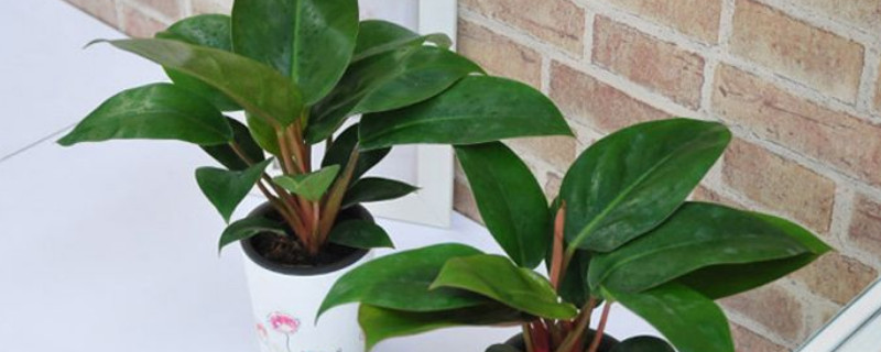 金钻烂叶如何办