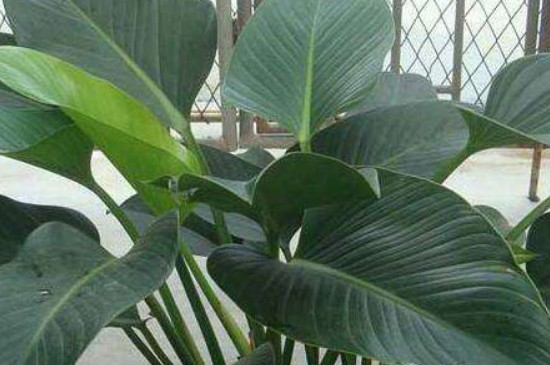 金钻烂叶如何办