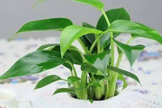 金钻烂叶如何办