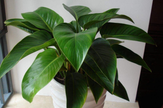 金钻烂叶如何办