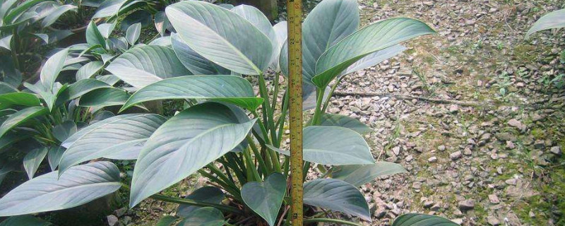 金钻烂心如何回事