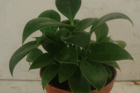 金钻烂心如何回事