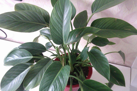 金钻烂心如何回事