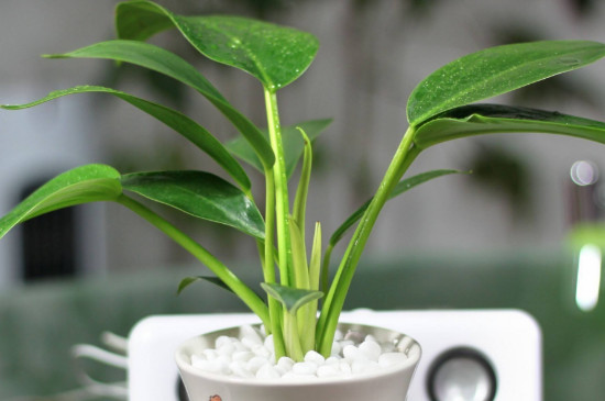 金钻烂心如何回事