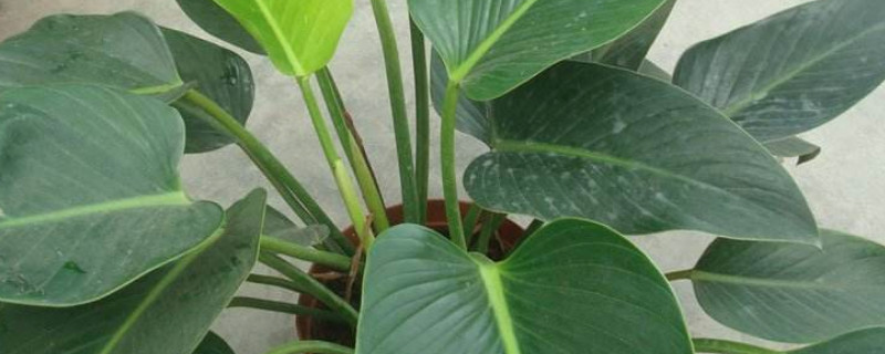 金钻烂叶子如何回事