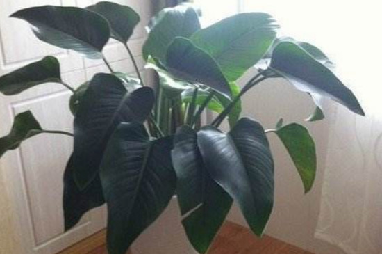 金钻烂叶子如何回事