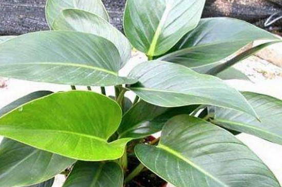 金钻烂叶子如何回事