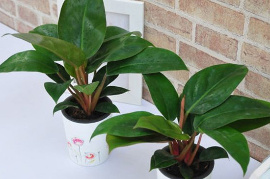 金钻烂叶子如何回事