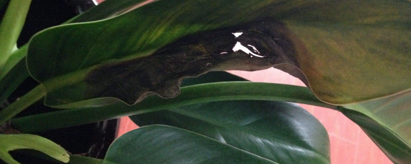 金钻为何叶子黄