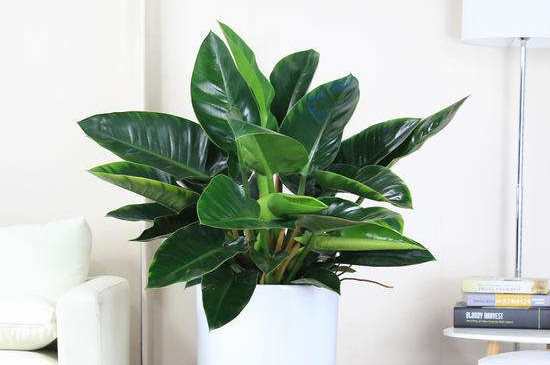 金钻为何叶子黄