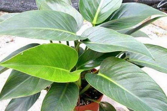 金钻为何叶子黄