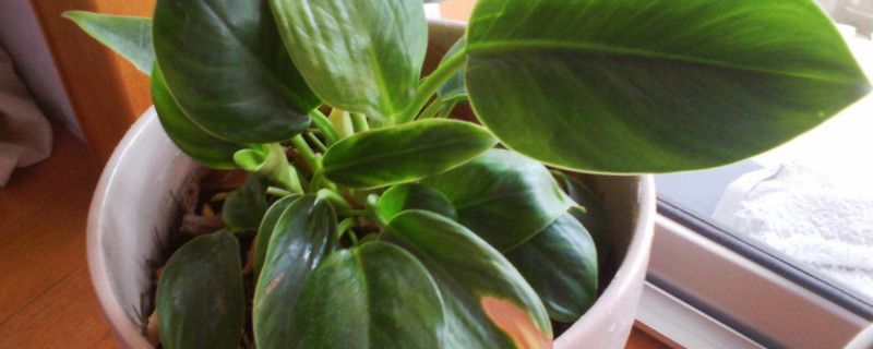 金钻为何叶子蔫了