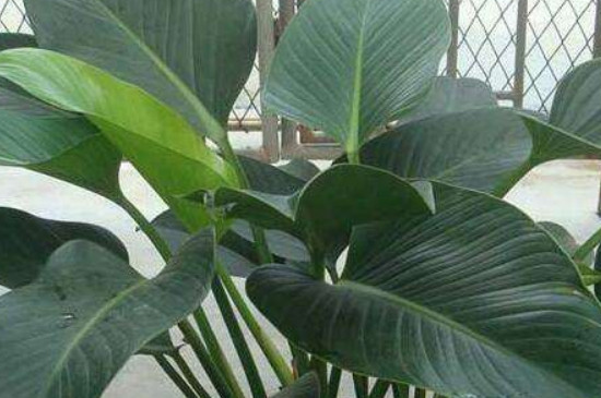 金钻为何叶子蔫了