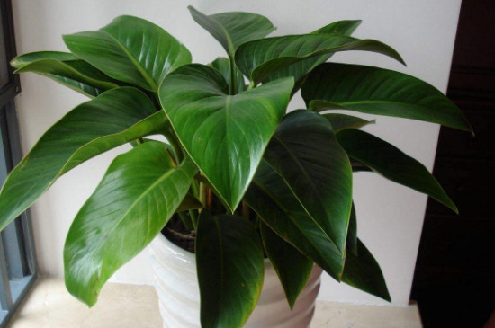 金钻为何叶子蔫了