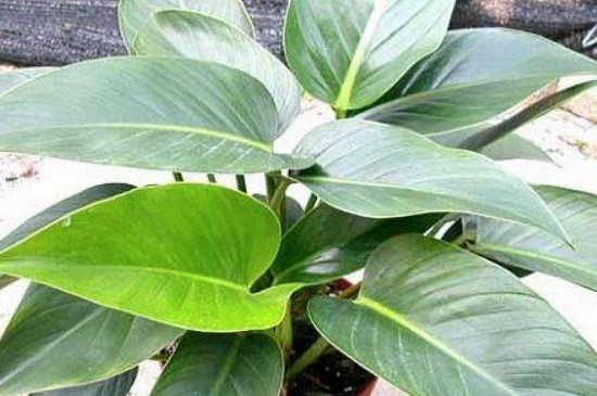 金钻为何叶子蔫了