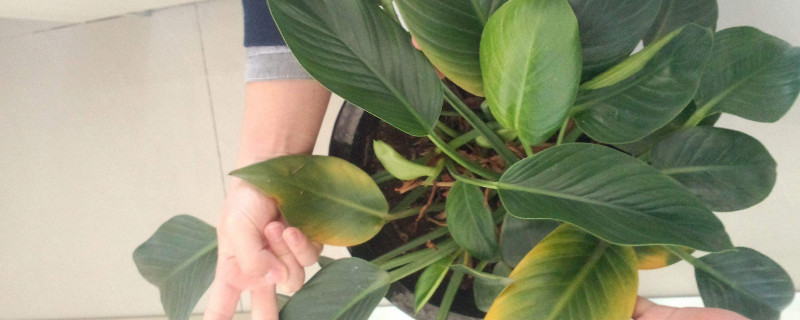 金钻为何起黄点