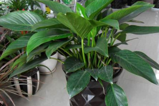 金钻为何起黄点