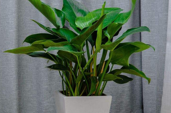 金钻为何起黄点