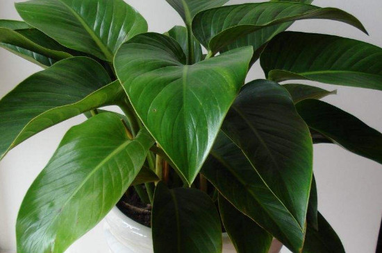 金钻为何起黄点