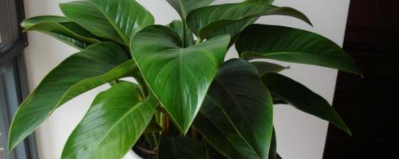 金钻为何不往上长