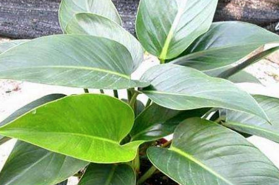 金钻为何不往上长