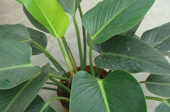 金钻为何不往上长